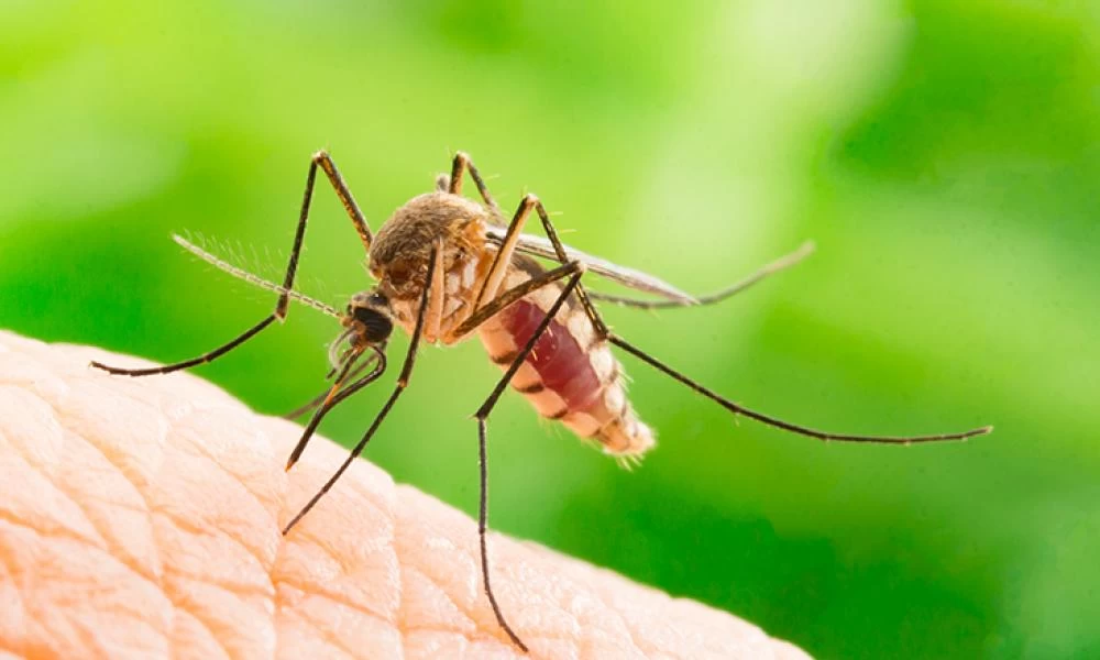 Τσίμπημα από κουνούπι: Γιατί πονάει και πως να απαλύνετε τον κνησμό